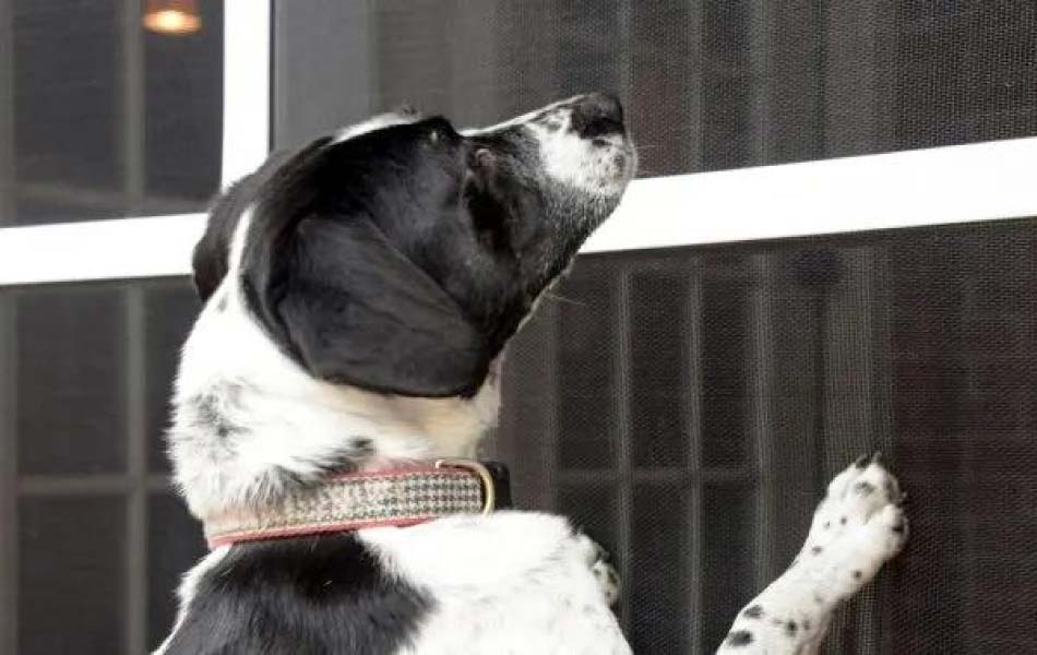 Mosquitera corredera con malla de aluminio resistente para mascotas