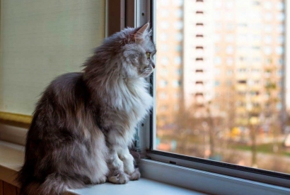 Beneficios de las mosquiteras con tela metálica para gatos